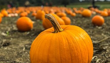 how long do i bake pumpkin seeds