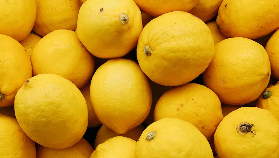 will lemon trees grow in maryland