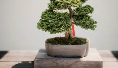 how long does it take to grow a bonsai tree