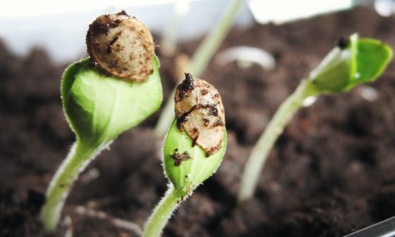 how to collect seeds from flowers