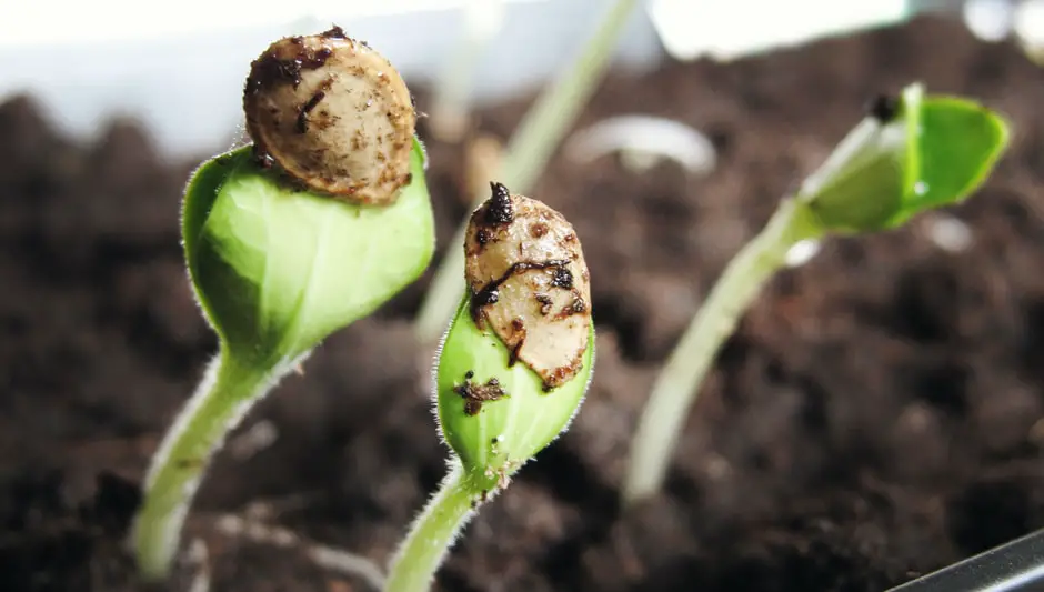 how to collect seeds from flowers