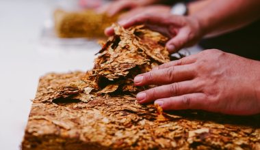 when to harvest tobacco