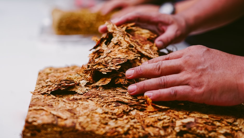when to harvest tobacco