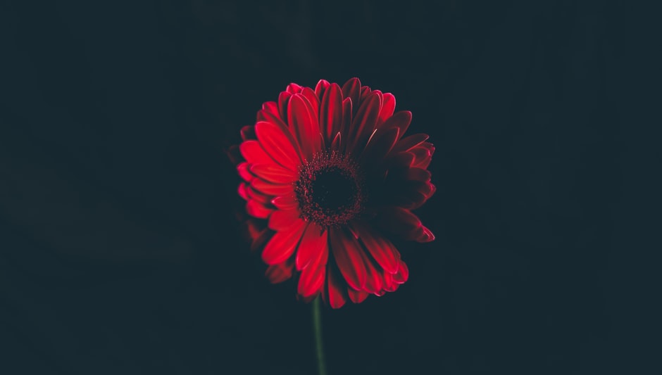 what plant has red stems and green leaves