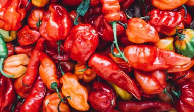 when to harvest peppers from plant