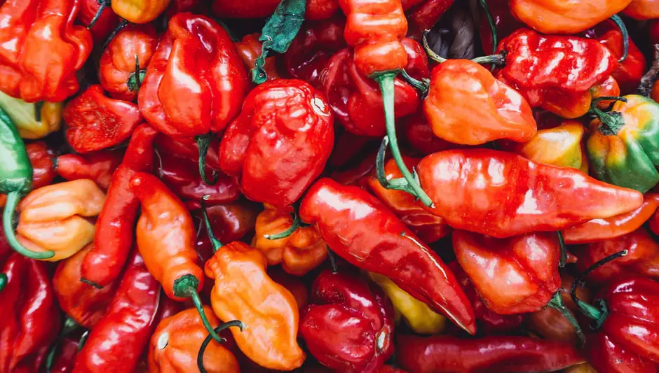 when to harvest peppers from plant