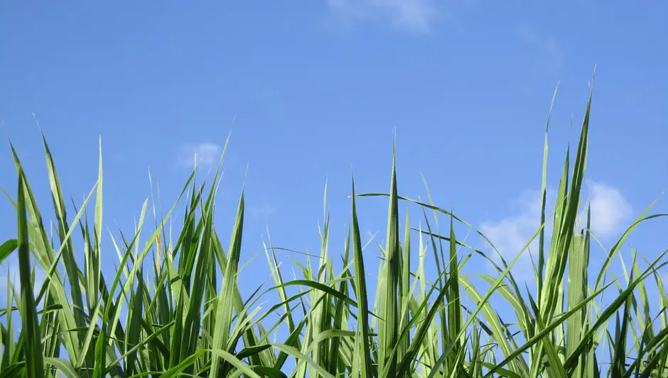 When Can You Plant Grass Seed After Weed And Feed?
