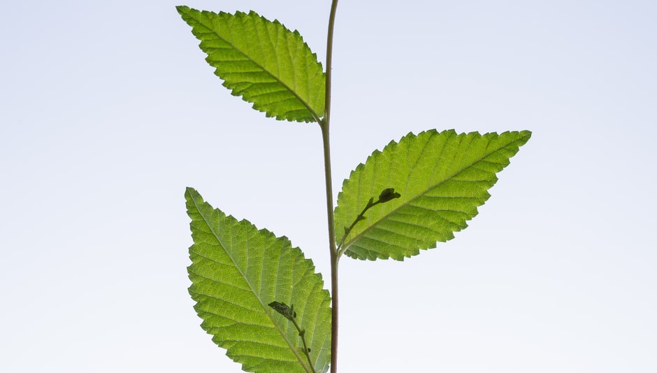 How To Plant Peppermint Seeds? (Easy & Clear Answer)