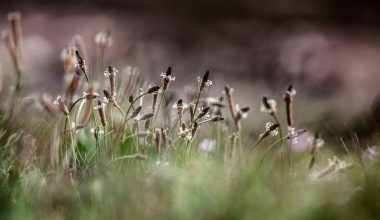 will wildflowers grow through mulch