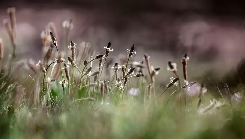 will wildflowers grow through mulch