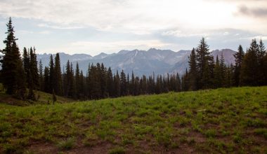 how fast does a white pine tree grow