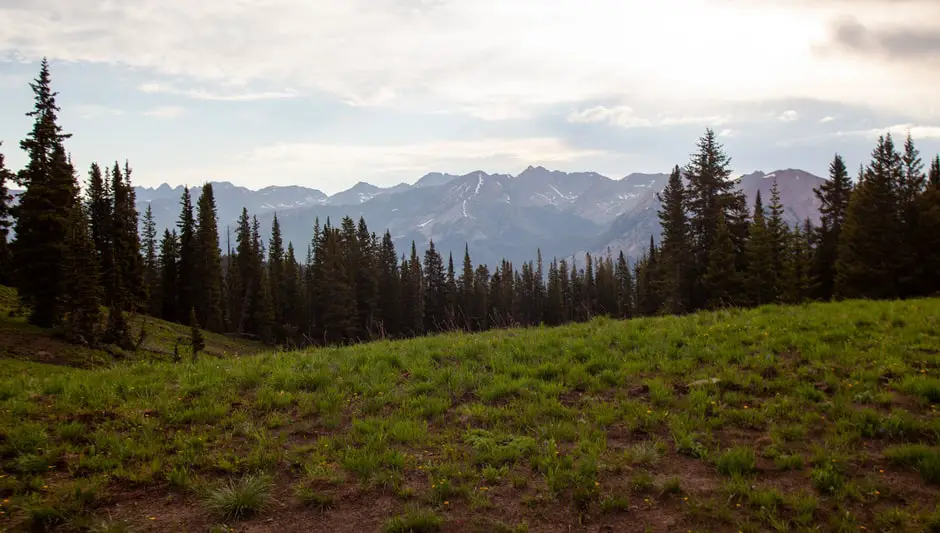 how fast does a white pine tree grow