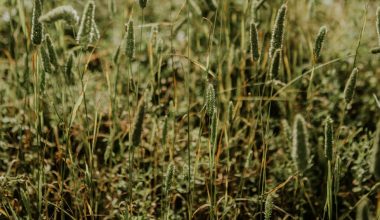 when to sow grass seed
