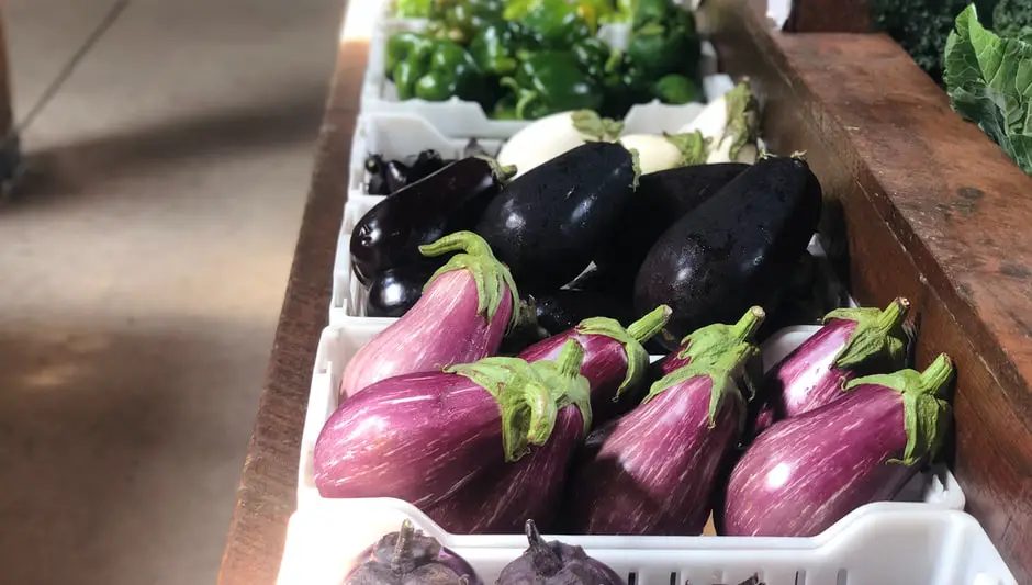 when to harvest rosa bianca eggplant