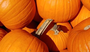 how long to boil pumpkin seeds