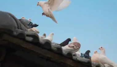 how to keep pigeons away from your garden