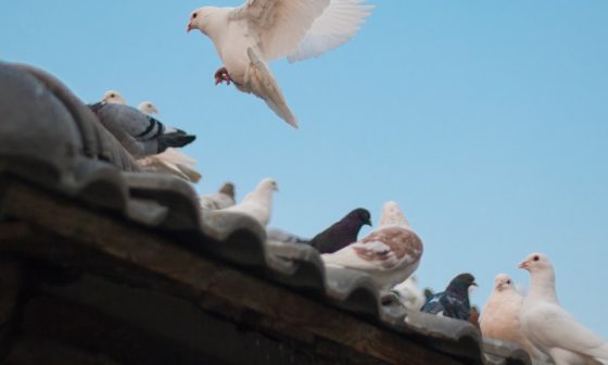 how to keep pigeons away from your garden