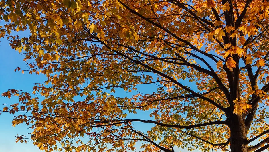 which tree produces the most leaves