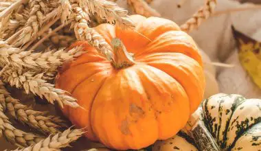 how to start pumpkin seeds