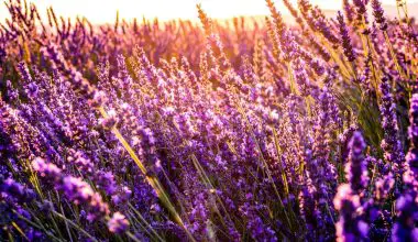 how to grow a lavender garden