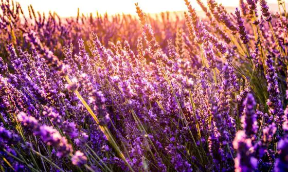 how to grow a lavender garden