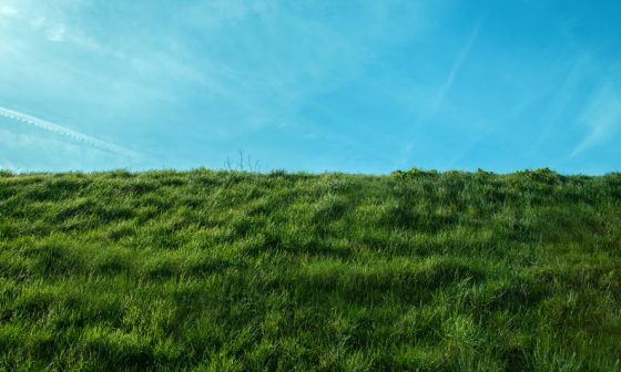 should i mulch my lawn if i have weeds