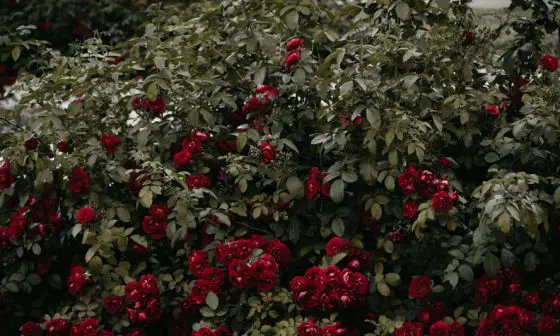 when to prune smoke bush