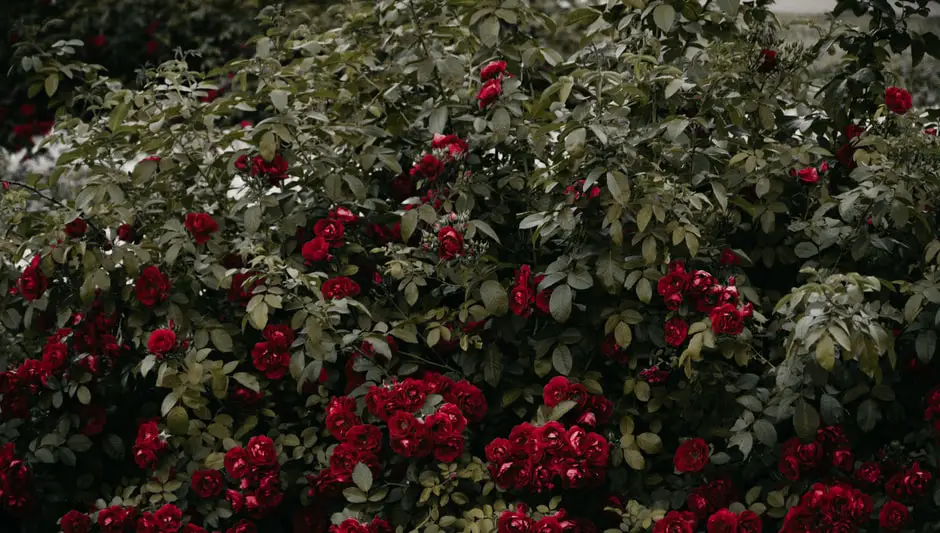 when to prune smoke bush