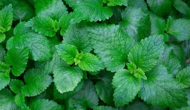 how long do mint seeds take to sprout