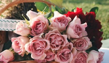 when to plant roses seeds