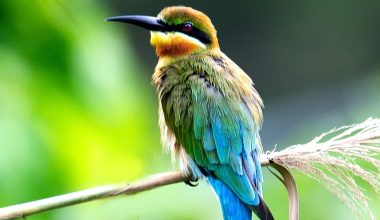 can bird of paradise grow indoors