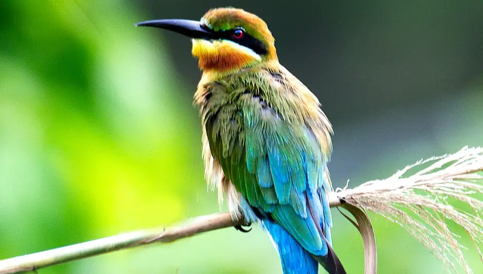 can bird of paradise grow indoors