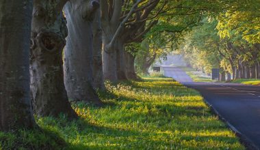 how to prune a mature apple tree