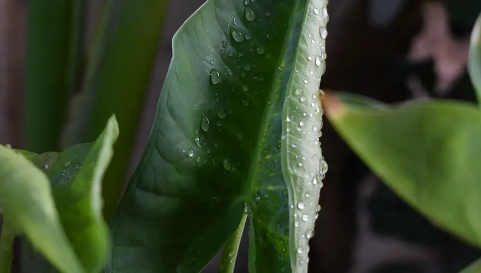 why is my elephant ear plant drooping