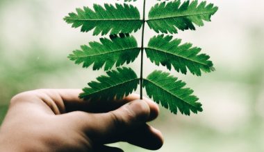 is coconut oil good for plant leaves