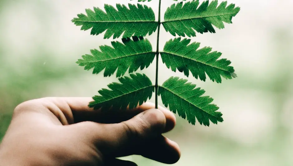 is coconut oil good for plant leaves