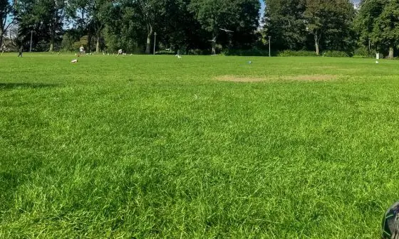 how long to leave straw on grass seed