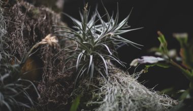 do air plants kill trees