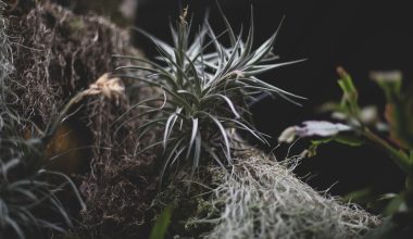 do air plants kill trees