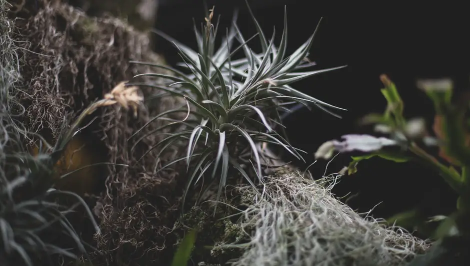 Do Air Plants Kill Trees You Should Absolutely Know This!