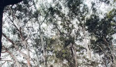 where do eucalyptus trees grow in the us