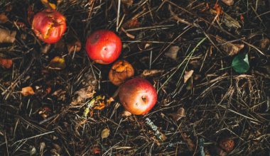 how to keep fruit flies away from indoor compost