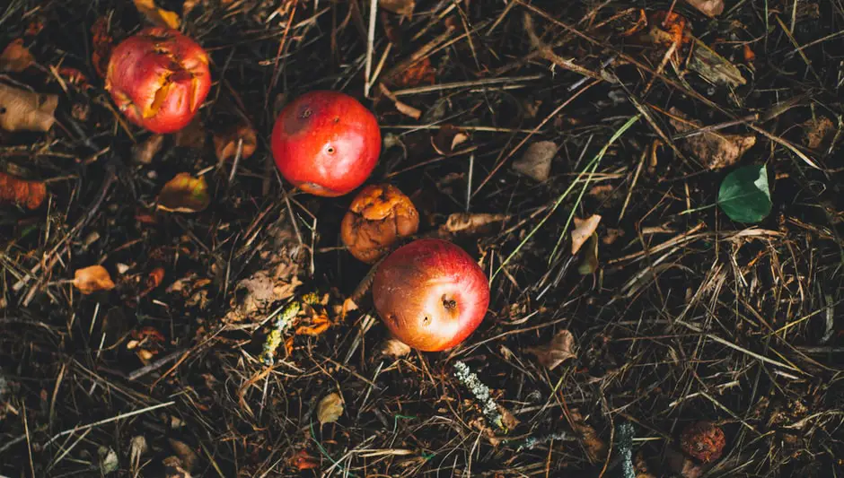 how to keep fruit flies away from indoor compost