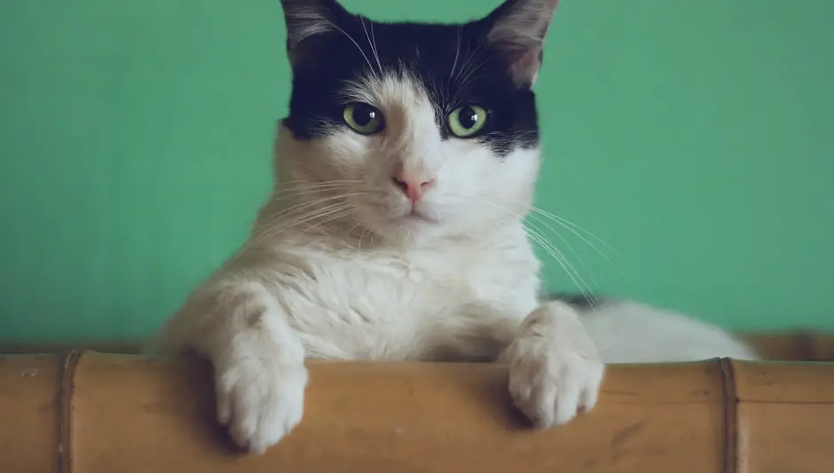 How To Cat Proof A Tree? You Should Absolutely Know This!