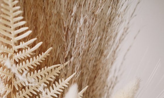 how fast does pampas grass grow