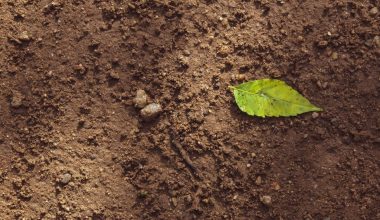 how often do you fertilize vegetable garden