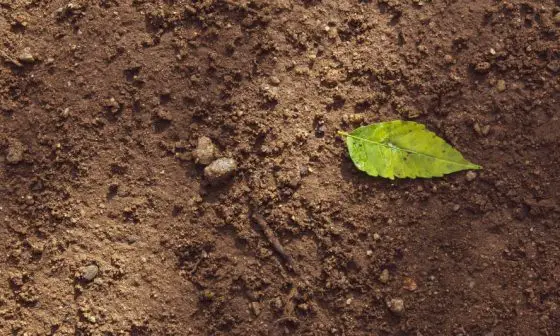 how to compost at home for beginners