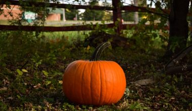 when do you harvest pumpkins