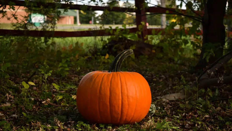 when do you harvest pumpkins