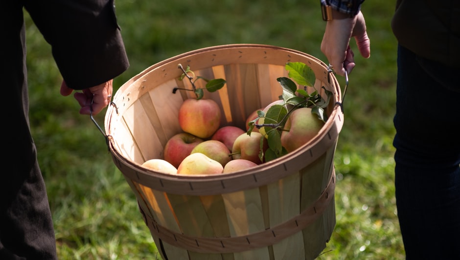 how to grow an apple tree indoors